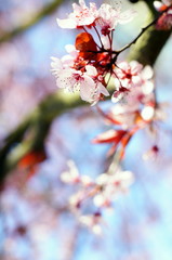 Pąki kwiatu na gałęzi  © Ryszard