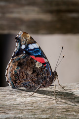 Macrophotographie, Insecte posé sur une feuille