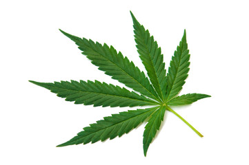 Fresh Green Leaf of full-grown Hemp - Cannabis - isolated on white background. Growing medical...