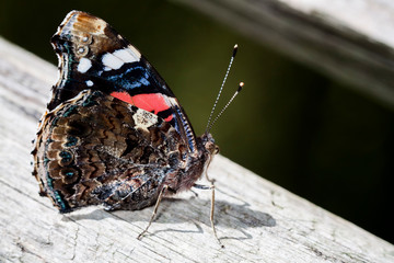 Macrophotographie, Insecte posé sur une feuille