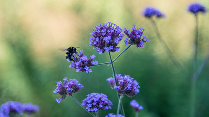 Botanic Garden polinators