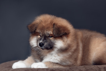 furry puppy of japanese akita