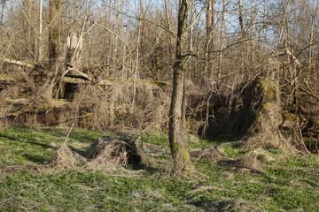 Wald mit umgestürzten Bäumen