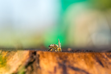 Close-up of a honey bee sitting on a tree trunk