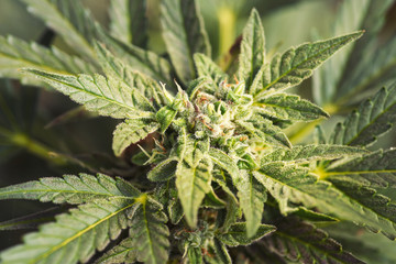 Hemp - Cannabis bud. Ripe blooming female Marijuana flower and leafs growing in homemade garden. Shallow depth of field and blurred background. Close-up