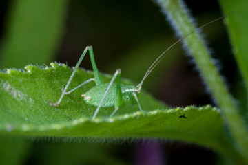 Macrophotographie, Insecte posé sur une feuille