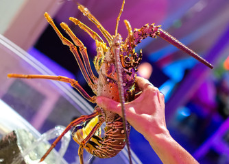 Langouste