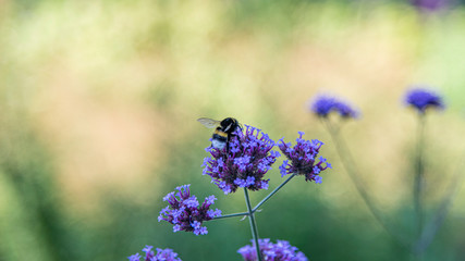 Bumblebee
