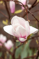 Saucer magnolia flowers close-up photography