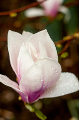 Fototapeta na wymiar Saucer magnolia flowers close-up photography