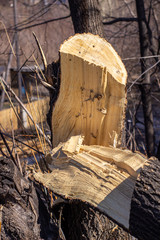 Broken tree close-up. Cut down a tree. close up of wood slivers after cutting