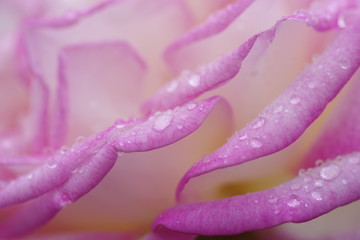 朝露のバラの花びら