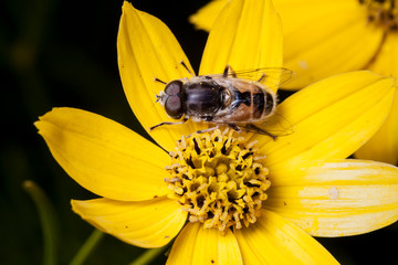 Macrophotographie, Insecte posé sur une feuille