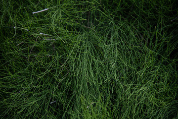 Botanic Garden skrzyp