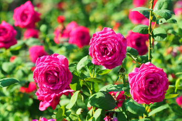 Blooming garden, bushes of pink roses