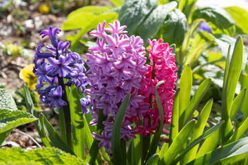 Obraz premium three spring hyacinth flowers of different colors stretch to the sun
