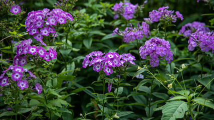 purple flowers