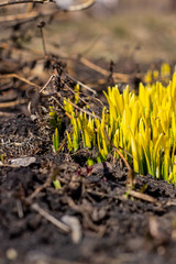 Daffodils sprout through the ground in spring