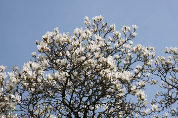 a large magnolia tree blossomed its large white flowers