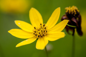 Macrophotographie, Insecte posé sur une feuille
