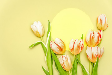 Composition with yllow round and bouquet of beautiful tulips. The concept of spring holidays, spring time. Copy space.