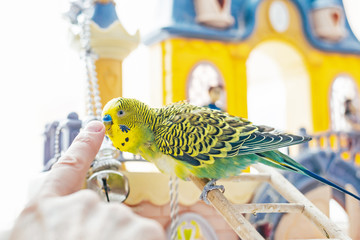 Funny budgerigar. Cute green budgie a parrot sits on a wooden stairs playing with a finger humon.