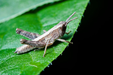 Macrophotographie, Insecte posé sur une feuille