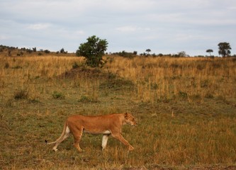 A lion in the Masai Mara Reserve