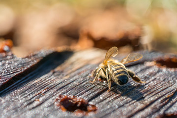 Close-up of a honey bee sitting on a tree trunk