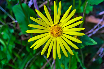 yellow flower in the sun
