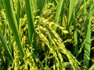 Close up of rice with natural background