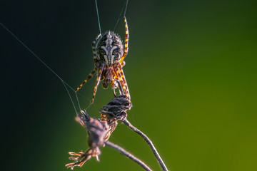 Spider female hanging on its web