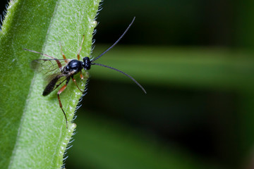 Macrophotographie, Insecte posé sur une feuille