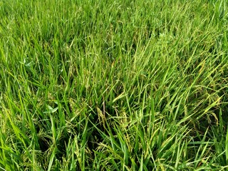 Close up of rice with natural background