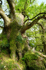 迫力満点の巨大なクスノキ