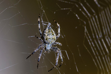 Large female spider sits in the center of its web