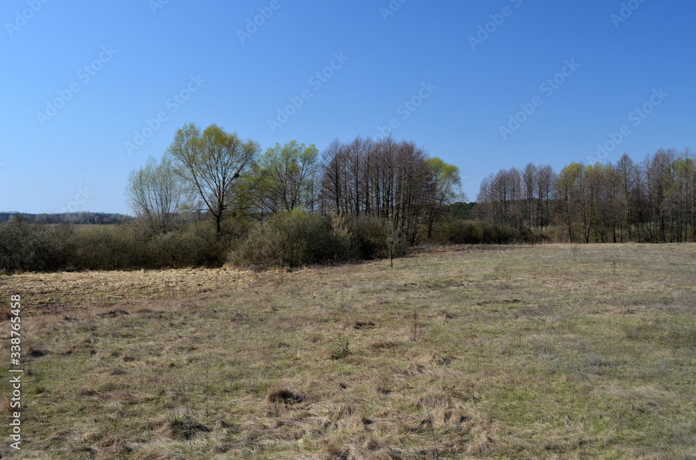 Wall mural eastern europe spring landscape. poltava region