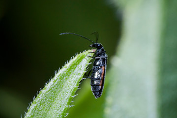 Naklejka premium Macrophotographie, Insecte posé sur une feuille