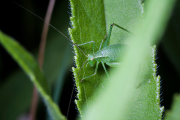 Macrophotographie, Insecte posé sur une feuille