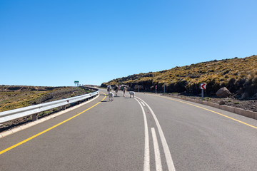 Donkey Highlands of Lesotho