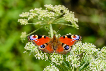 Peacock butterfly sits on flowering cow-parsnip