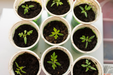 Top view young tomato sprouts seedlings in plastic box on window.