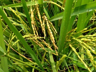 Close up of rice with natural background
