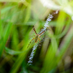 Spider female sits in her web