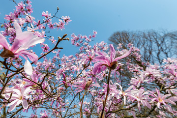 Üppig blühende rosa Magnolie