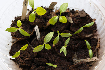 Top view young eggplant sprouts seedlings in plastic box on white background.