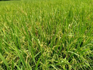 Close up of rice with natural background