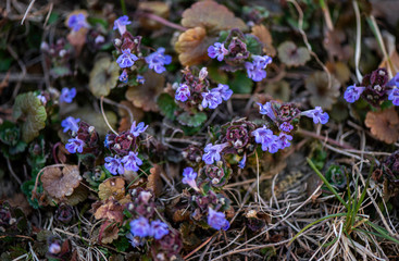 Glechoma hederacea. Nepeta glechoma Benth., Nepeta hederacea  is an aromatic, perennial, evergreen creeper of the mint family Lamiaceae. It is commonly known as ground-ivy, gill-over-the-ground 