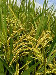 Close up of rice with natural background