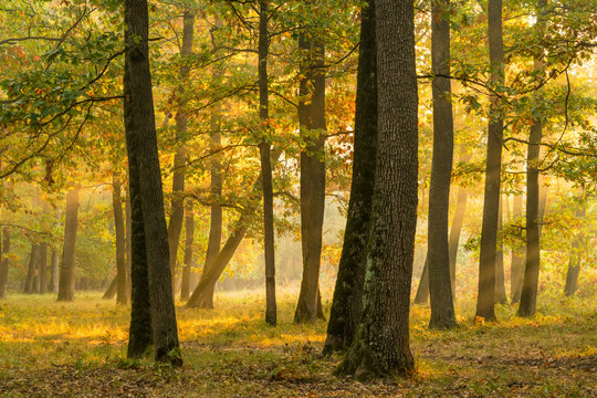 Autumnal landscape in a plain forest of Hungarian oak